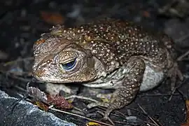Grand crapaud de Cuba(Peltophryne peltocephala)