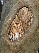 Petit-duc maculé roux.