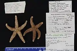 Echinaster guyanensis