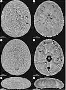 Echinocyamus pusillus (micrographes)