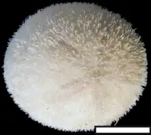 Echinolampas depressa (Echinolampadidae).