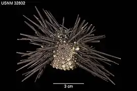 Echinometra insularis