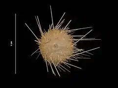 Gracilechinus affinis (USNM).