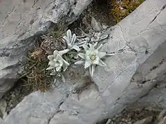 Edelweiss du Gran Sasso.