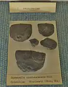 Carneyella cincinnatensis (Ordovicien, MNHN).