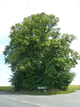 Image illustrative de l’article Tumulus aux Six Frères