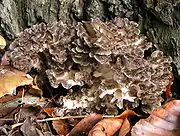 Le Polypore en touffe