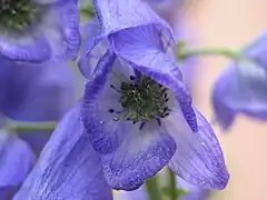Fleur