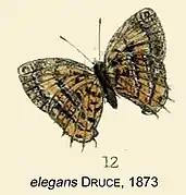 Catapaecilma elegans