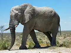 Éléphant couvert de boue séchée en Namibie.