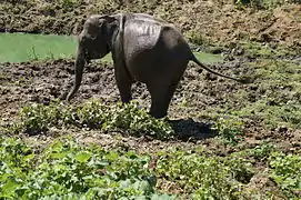 Elephas maximus dans le parc national de Uda Walawe au Sri Lanka