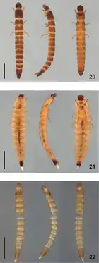 (20) Hintonelmis Spangler(21) Larva Y(22) Larva X