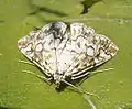 Elophila nymphaeata  (Linnaeus, 1758)