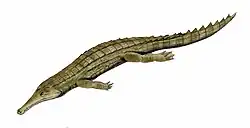 Reconstitution d'un Elosuchus.