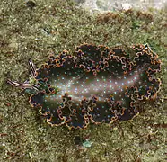 Elysia diomedea, un Plakobranchidae