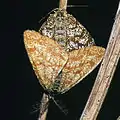 Ematurga atomaria  (Linnaeus, 1758)