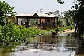 Image illustrative de l’article Forêt marécageuse de Lokoli