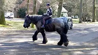 Randonnée de loisir avec un Trait belge, lande de Lunebourg.