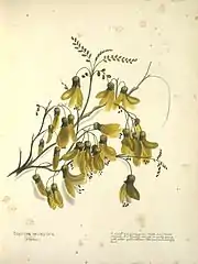 Sophora tetraptera (kowhai). Un petit arbre poussant dans l’Île du Nord et l’Île du Sud. Il est abondamment couvert de fleurs jaunes or au début du printemps. Le bois est extrêmement dur. [1899?]. Ref: PUBL-0024-1-05. Alexander Turnbull Library, Wellington, New Zealand.