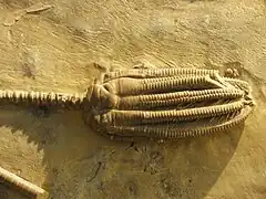 Fossile d'Encrinus liliformis, une Encrinida