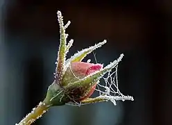 Un bouton de rose 'The Reeve' couvert de givre dans un jardin de Bamberg.