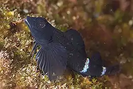 Enneapterygius etheostomus.