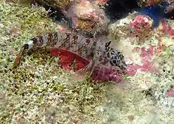 Enneapterygius tutuilae.