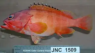 Epinephelus fasciatus.