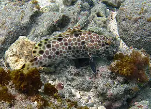 Epinephelus macrospilos