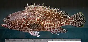 Epinephelus merra.