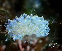 Un sacoglosse Ercolania coerulea