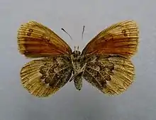 Erebia cassioides  face inférieure ♀