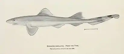 Eridacnis radcliffei, un Proscylliidae