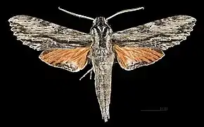 Face dorsale du mâle MHNT