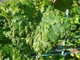 Image illustrative de l’article Érinose