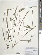 Eriosema psoraleoides.