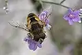 Eristalis arbustorum mâle
