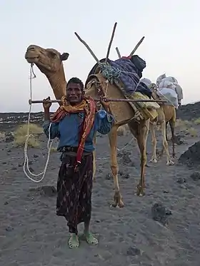 Chamelier Afar et son dromadaire