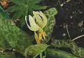 Erythronium citrinum