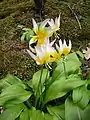 Erythronium taylorii