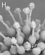 Phialides d'Escovopsis clavatus.