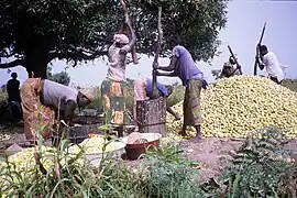 Pilage des concombres