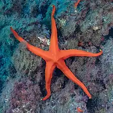 Narcissia canariensis au large de Tenerife, Espagne. Janvier 2022.