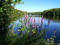 L'étang Chapro, l'un des étangs de Commelles, vu depuis la digue entre cet étang et l'Étang Neuf.