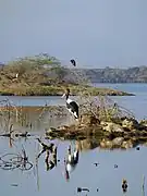 Marabouts et aigrettes