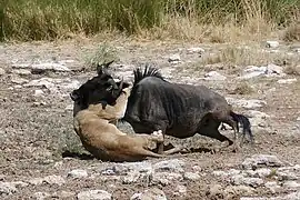 Lionne dévorant un gnou.