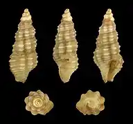 Etrema trigonostoma.