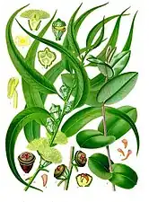 Dessin des feuilles, fleurs et fruits.