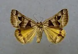 Euclidia triquetra