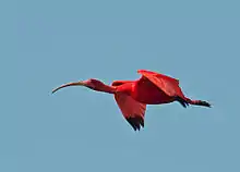 Ibis rouge
